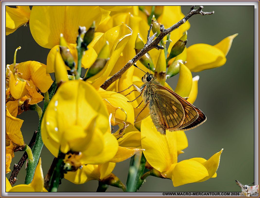 Sylvaine (Hesperiidae)